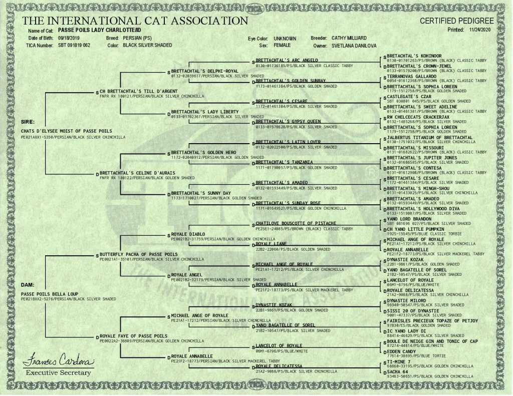 The International Cat Association TICA Registered. TICA Certified 5-generation Pedigree