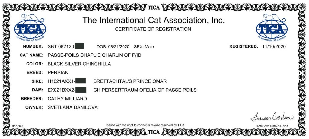 Chaplie Charlin of PAULANA  The International Cat Association TICA Registered.  TICA Certificate of Registration